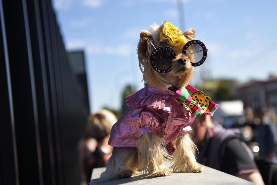 gucci puppy