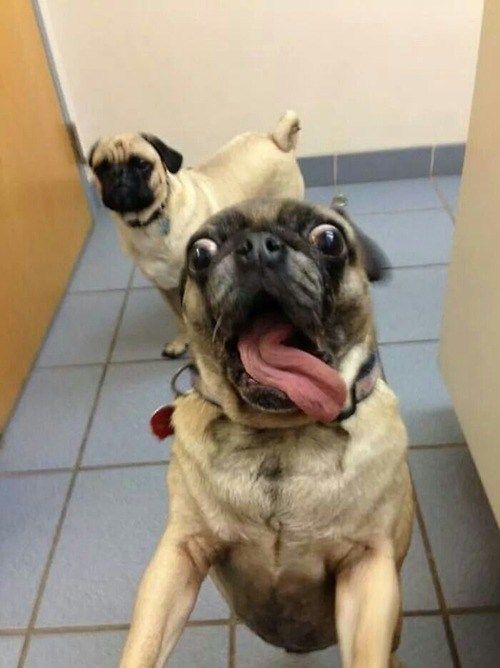 pug caption this contest