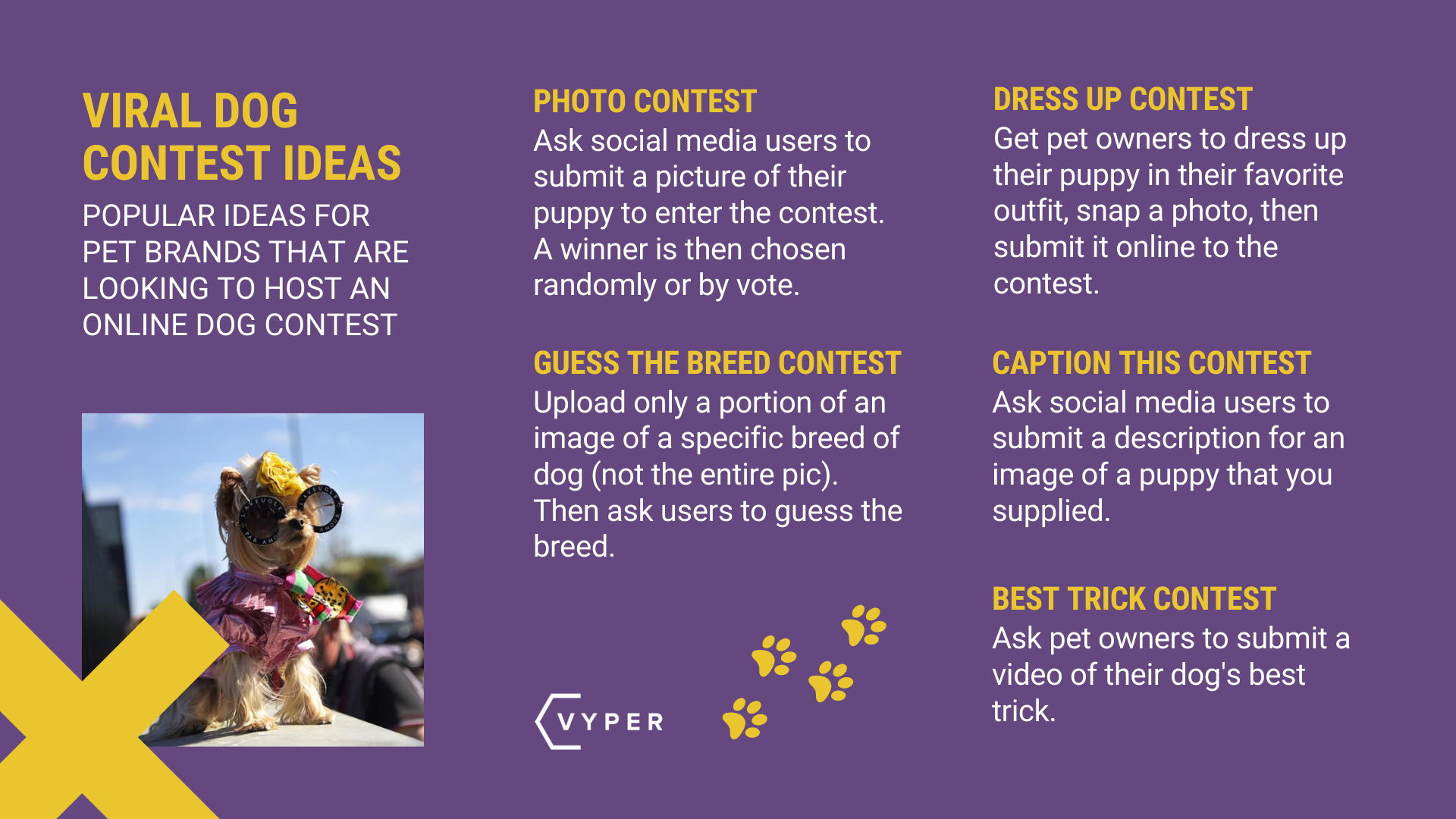 Dog Contest 2025