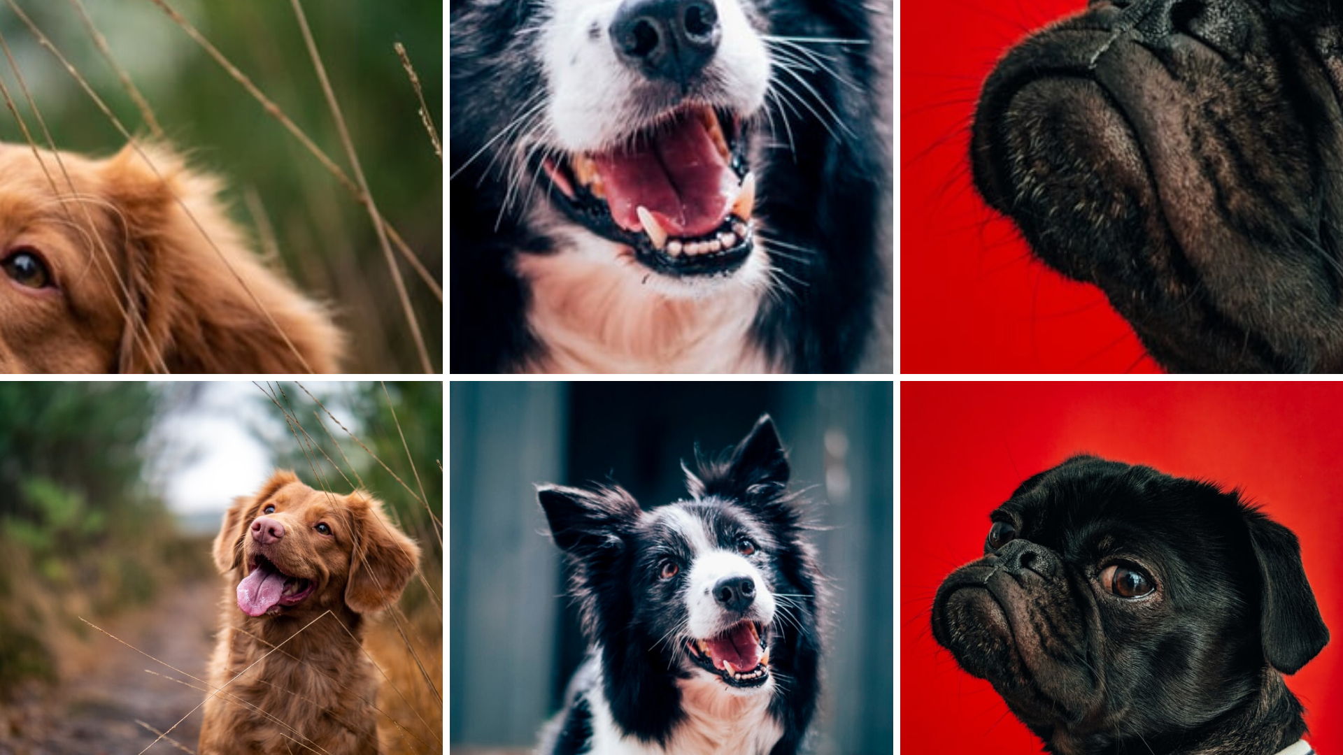 Guess the breed dog contest