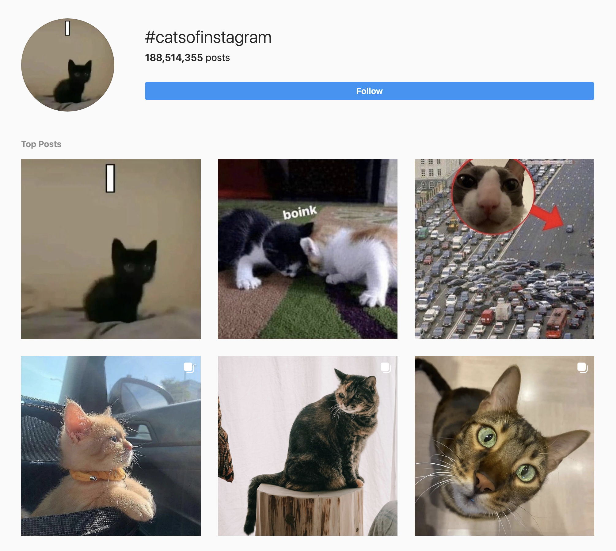 Cat Hashtag on Instagram