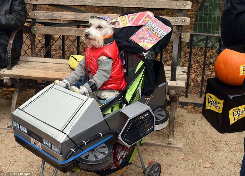 Marty Mcfly dog