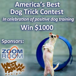 zoom room best dog trick contest