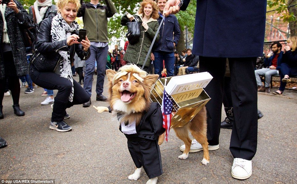 donald trump puppy