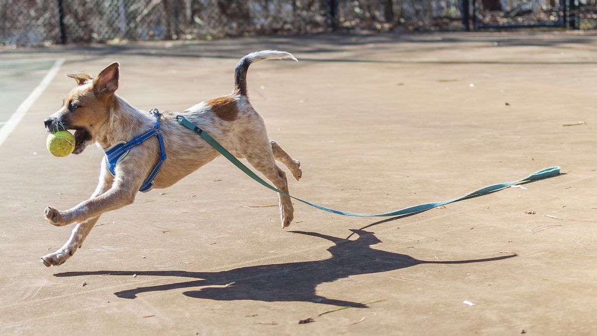 Dog training products